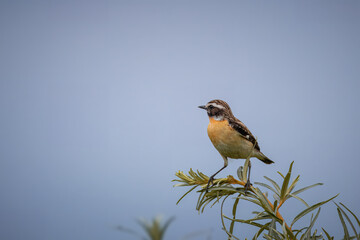 On a cloudy summer evening, a male whinchat sits atop the bush with a blue-grey background and looks toward the camera lens.