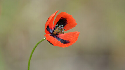 red poppy flower