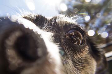 Detailed close-up of a dog's eye.