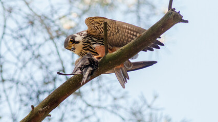 red tailed hawk