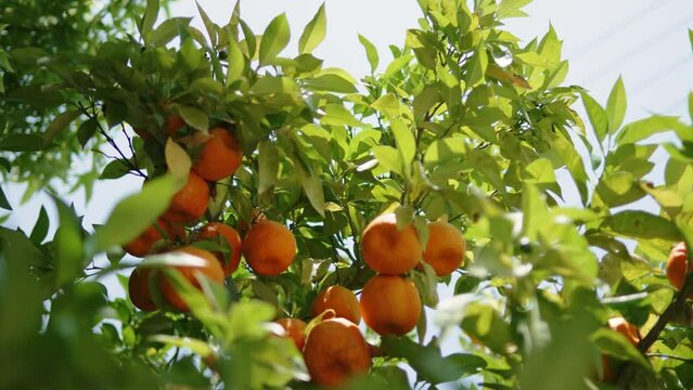 Wild ripe oranges hang in leaves on tree in sunlight. Urban landscaping with bright fruit trees against sky in sunny weather. Inedible decorative beautiful citrus fruits.