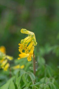 Macro shot of yellow corydalis (pseudofumaria lutea) flowers in bloom