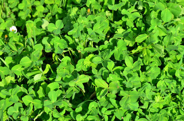 Obraz premium Clover, Serbia, Vojvodina