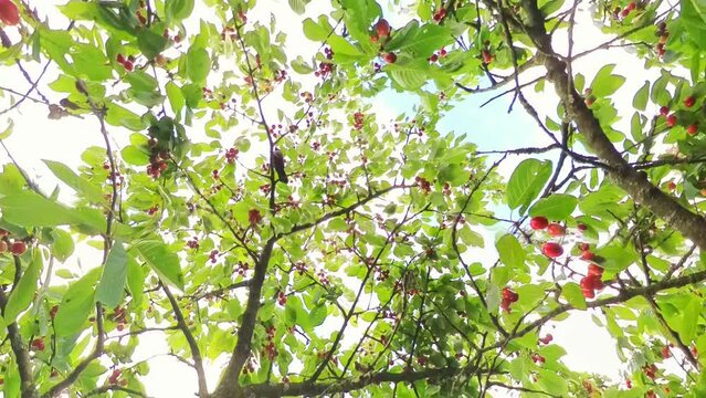leckere reife rote Kirschen am Kirschbaum mit leicht im Wind wiegenden Bl&auml;ttern - Fr&uuml;chte, gesund, vitaminreich, Kirschernte, lecker, saftig, windig, Sommer, Garten