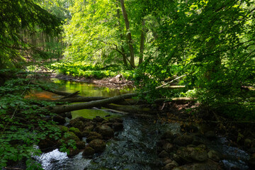 Hidden shallow stream flowing quietly through a fairytale forest