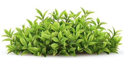 Obraz premium Lush cluster of vibrant green leaves isolated on a white background, symbolizing growth and nature