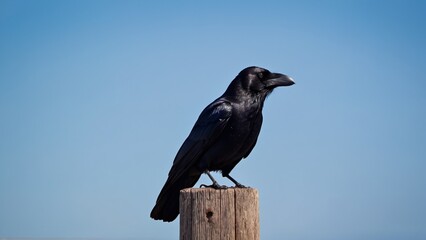 Black crow perched on wooden pole