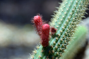 サボテンの花