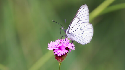 white butterfly on a pink flower