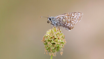 butterfly on a leaf