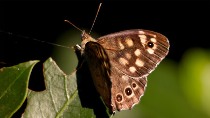 Naklejka premium Brown butterfly on a green leaf