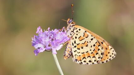 butterfly on flower