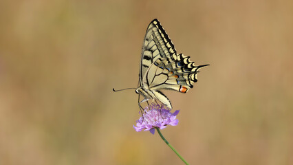 butterfly on a flower