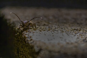 close upof a long-horn beetle at night