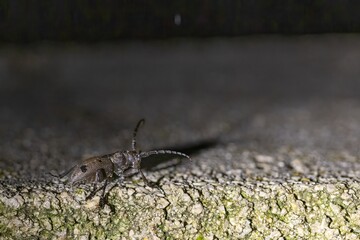close upof a long-horn beetle at night