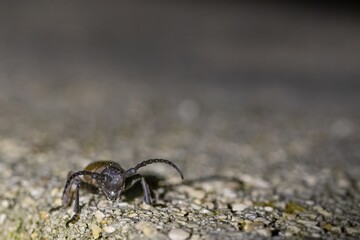 close upof a long-horn beetle at night