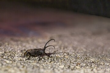 close upof a long-horn beetle at night