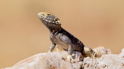 Lizard on a rock