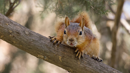Red squirrel on a tree looking directly to the camera
