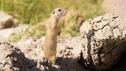 A cute spermophile (ground squirrel) standing on rocks