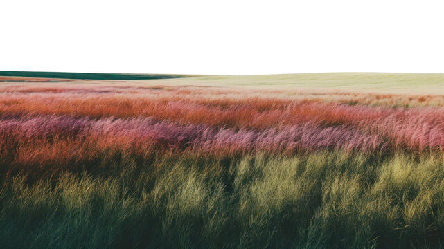 PNG A minimal-large grass feild landscape outdoors horizon.