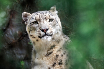 Schneeleopard ( Panthera uncia ).