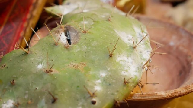Close-Up of a Cactus. Macro Shot of a Prickly Cactus