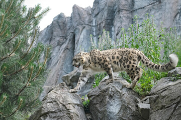 Schneeleopard ( Panthera uncia ).