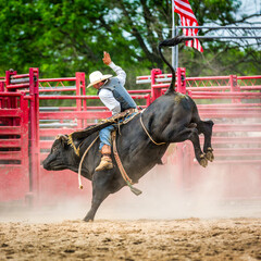 Unidentifiable bull rider in a generic rodeo arena. Bull riding is a rodeo sport that involves a bull rider attempting to stay mounted on a bucking bull while the animal tries to buck off the rider