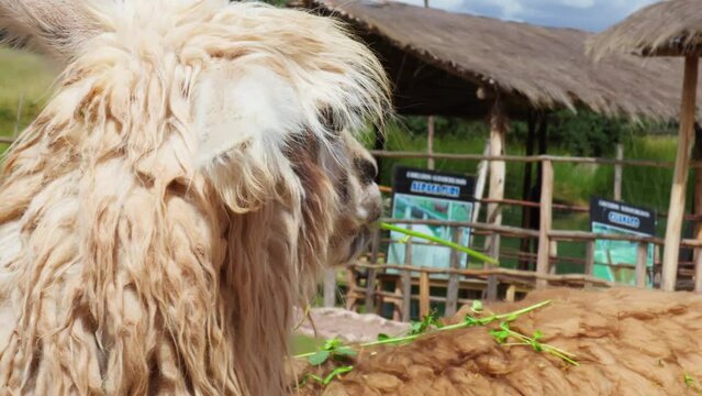 Alpaca Eating Green Leaves. Close-Up shot of an Alpaca with a Facial Wound