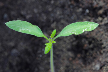 Young tomato plants damaged by thrips pests.