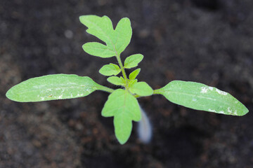 Young tomato plants damaged by thrips pests.