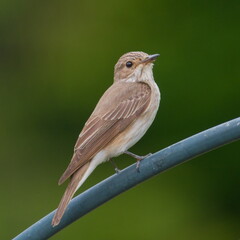 Muscicapa striata aka Spotted flycatcher perched on the garden. Isolated on blurred background. Copy space.