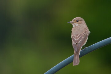 Muscicapa striata aka Spotted flycatcher perched on the garden. Isolated on blurred background. Copy space.
