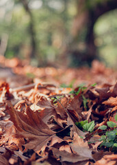 Fallen autumn leaves on the ground, symbolizing nostalgia, reflection, change, and the cycle of life.