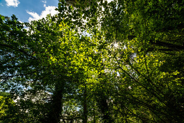 Wide angle shoot of forest bottom view
