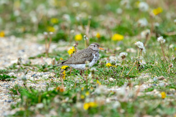 Spotted sandpiper is standing on road among dandelions and grass.