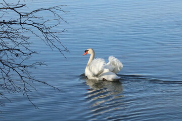 white swan on the water © echo10art