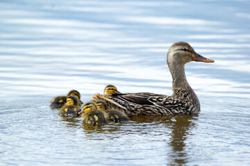 Group of little ducklings with mom Mallard duck in the water.