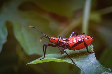 Closeup macro photo of insect in tropical nature