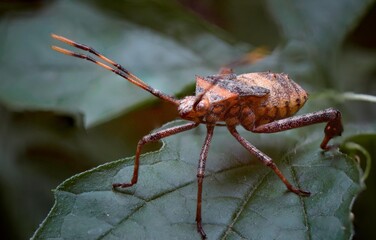 Closeup macro photo of insect in tropical nature