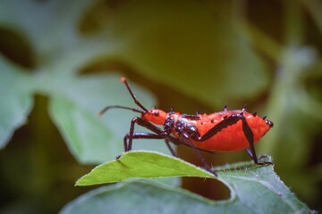 Closeup macro photo of insect in tropical nature