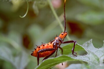 Closeup macro photo of insect in tropical nature