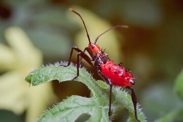 Closeup macro photo of insect in tropical nature.