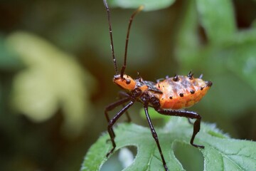 Closeup macro photo of insect in tropical nature.