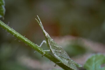 Closeup macro photo of insect in tropical nature