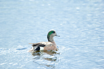 Duck American wigeon is swimming in the lake waters in spring.