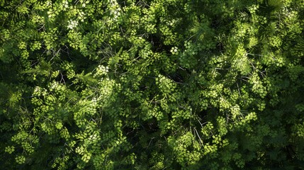 Sunlit forest canopy filters light into shadow patterns