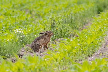 rabbit sitting in a field