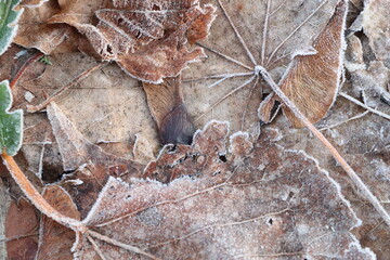 In winter, examine frosted autumn leaves for their intricate textures, revealing natures details